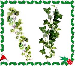 Christmas Ivy